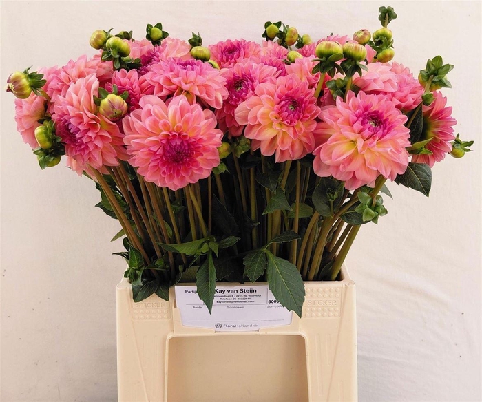 <h4>Dahl Zalm Rose</h4>