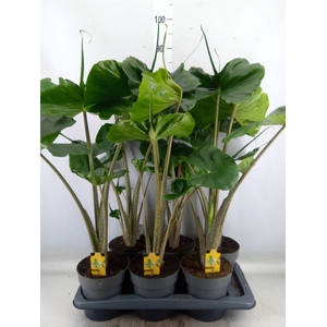 Alocasia macrorrhiza 'Stingray'