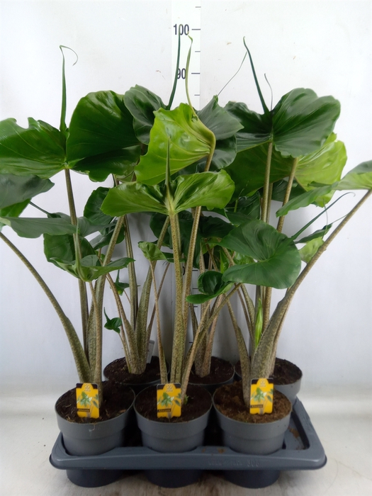 <h4>Alocasia macrorrhiza 'Stingray'</h4>