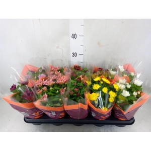 Chrysanthemum   ..rosebud mix