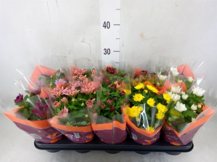 <h4>Chrysanthemum ..rosebud mix</h4>