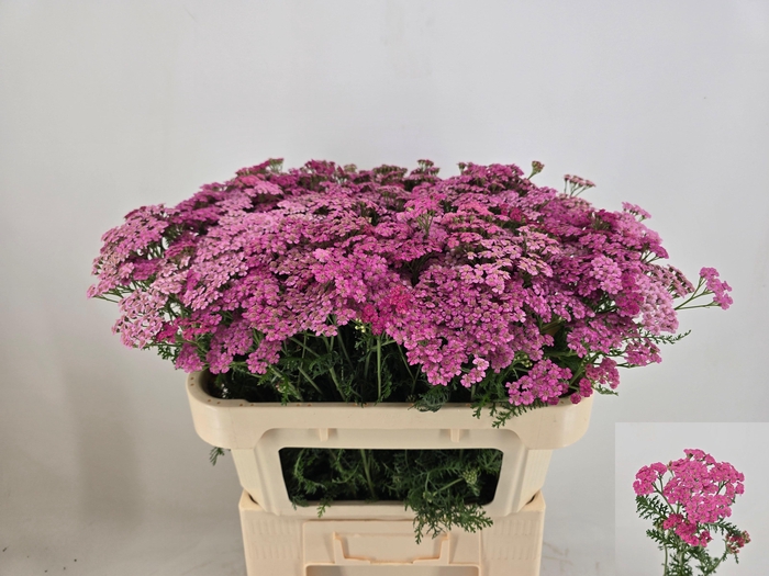 <h4>ACHIL M DAPHNE</h4>