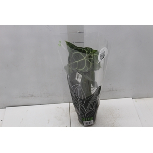 ANTH CLARINERVIUM P12