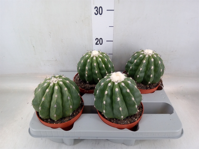 <h4>Cactus   ...</h4>