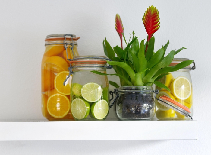 <h4>Vriesea Dorado</h4>