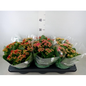Kalanchoe blos. 'Rosalina'  ..mix 4