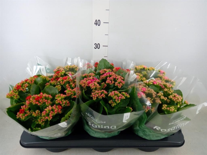 <h4>Kalanchoe blos. 'Rosalina'  ..mix 4</h4>