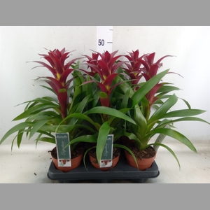 Guzmania  'Nextara'