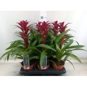 Guzmania  'Nextara'