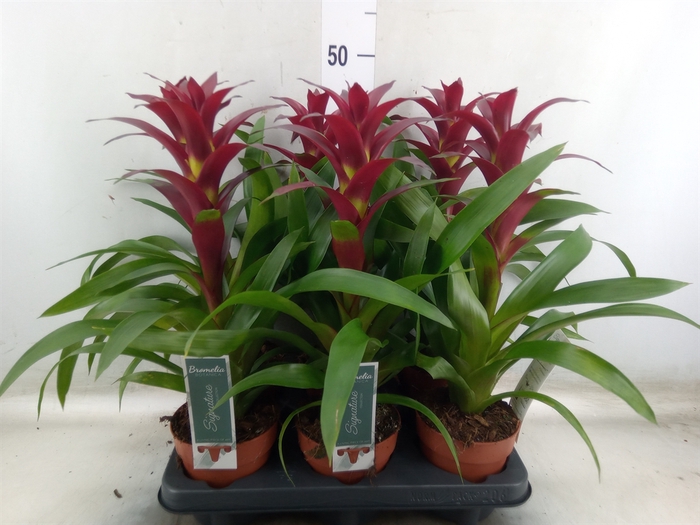 <h4>Guzmania  'Nextara'</h4>