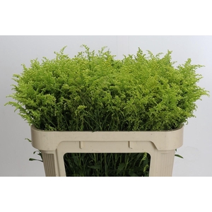 Solidago Tara Gold Buiten