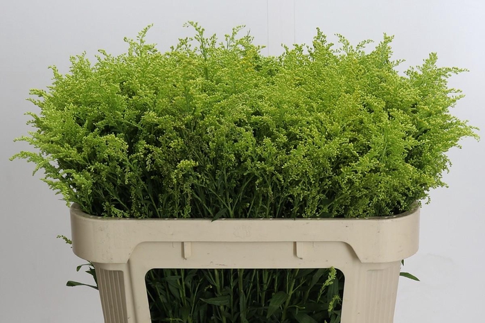 <h4>Solidago Tara Gold Buiten</h4>