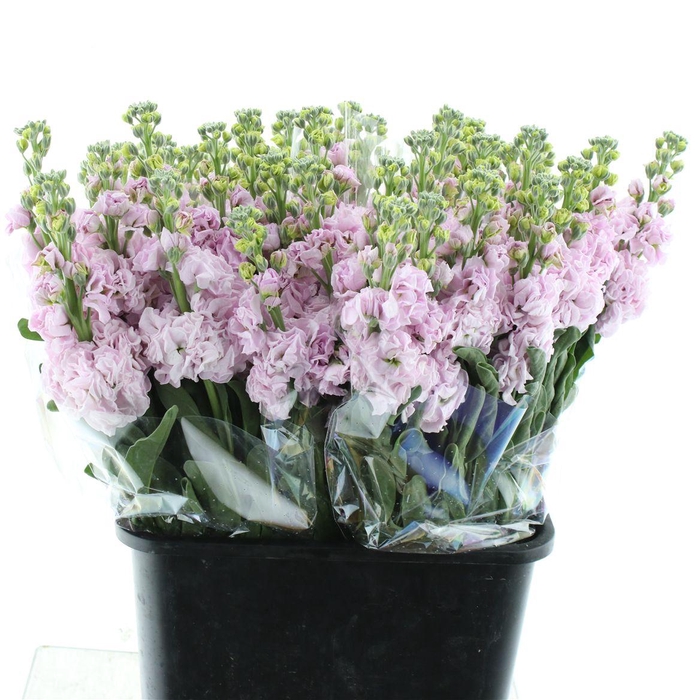 <h4>Matthiola Incana Cherry</h4>
