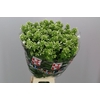 Phlox P Icecap
