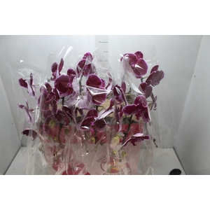 PHALAENOPSIS CASCATA ESPECIAL P15 PINK MIN 8 FLS
