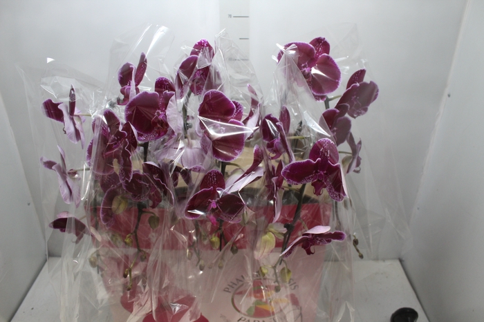 <h4>PHALAENOPSIS CASCATA ESPECIAL P15 PINK MIN 8 FLS</h4>