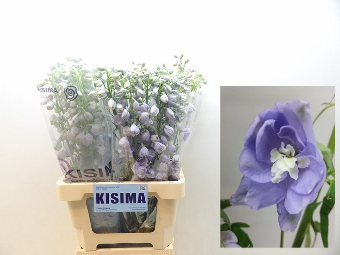 <h4>Delph Magical Lavender Kisima</h4>