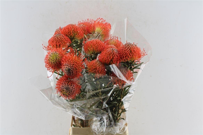 <h4>Leuco Co Succession</h4>