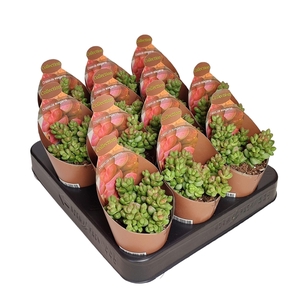 CRASSULA ELEGANS - POT Ø 6,5 - COLLECTION WITH POTCOVER (SUCCULENTEN)