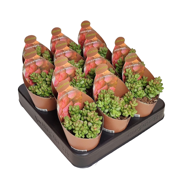 <h4>CRASSULA ELEGANS - POT Ø 6,5 - COLLECTION WITH POTCOVER (SUCCULENTEN)</h4>