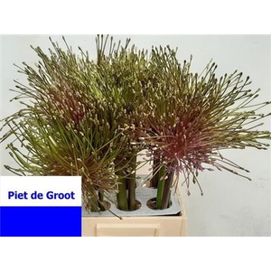ALLIUM SCHUBERTII
