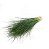 Beargrass Sleeved X5