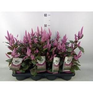 Celosia spic. 'Wild Pink'