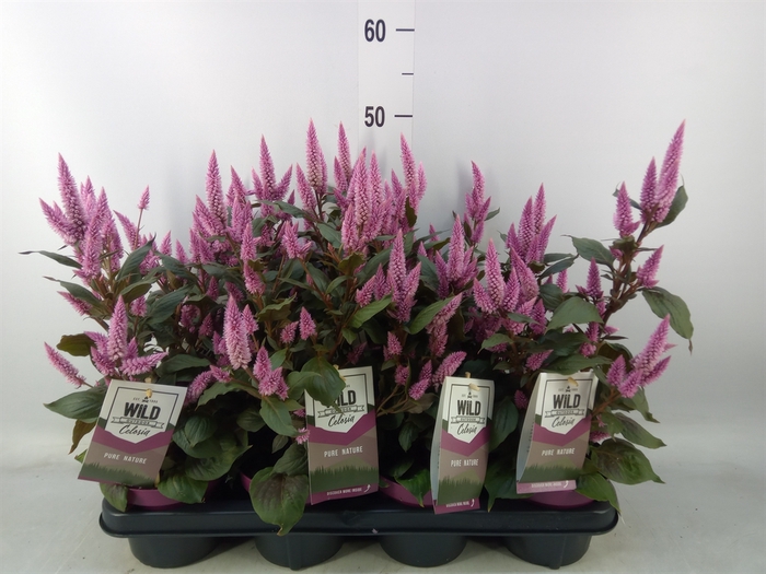 <h4>Celosia spic. 'Wild Pink'</h4>
