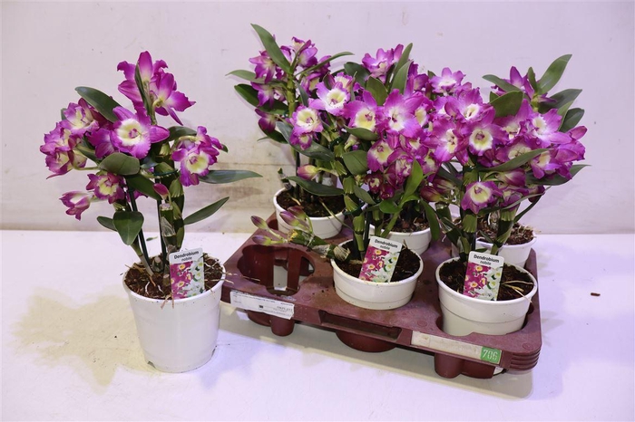 <h4>Dend Nobile</h4>