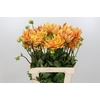 Dahlia Striped Vulcan
