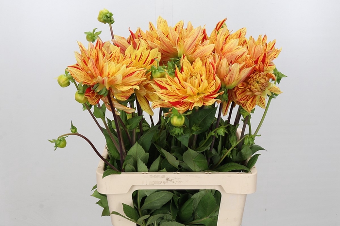 Dahlia Striped Vulcan