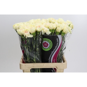 Dianthus St Apple Tea