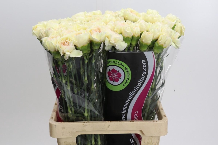 <h4>Dianthus St Apple Tea</h4>
