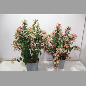 Fuchsia W Jubelteen