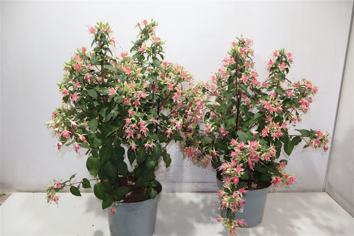 <h4>Fuchsia W Jubelteen</h4>