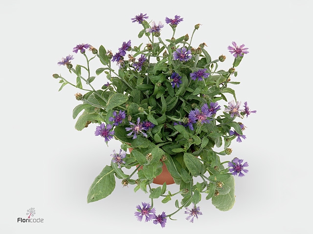 CENTAURE BLUE CARPET