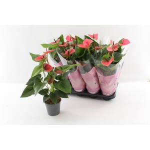 ANTHU AN SWEET DREAM