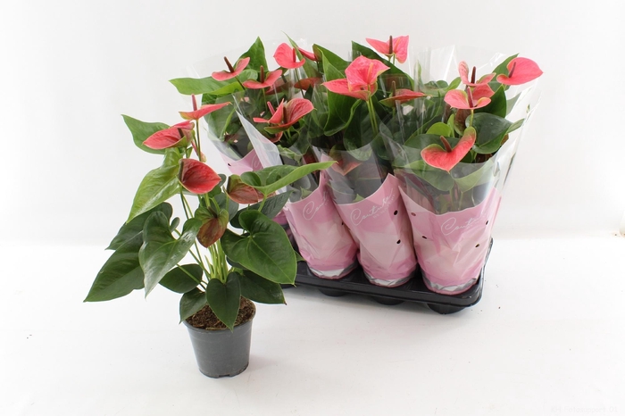 <h4>ANTHU AN SWEET DREAM</h4>