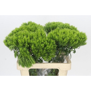 Dianthus Br Kiwi Mellow