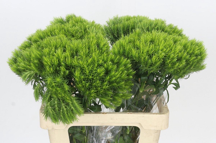 Dianthus Br Kiwi Mellow