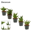 Sansevieria Crown mix 6 cm (Decorum)