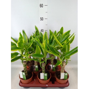 Dracaena frag. 'Golden Coast'