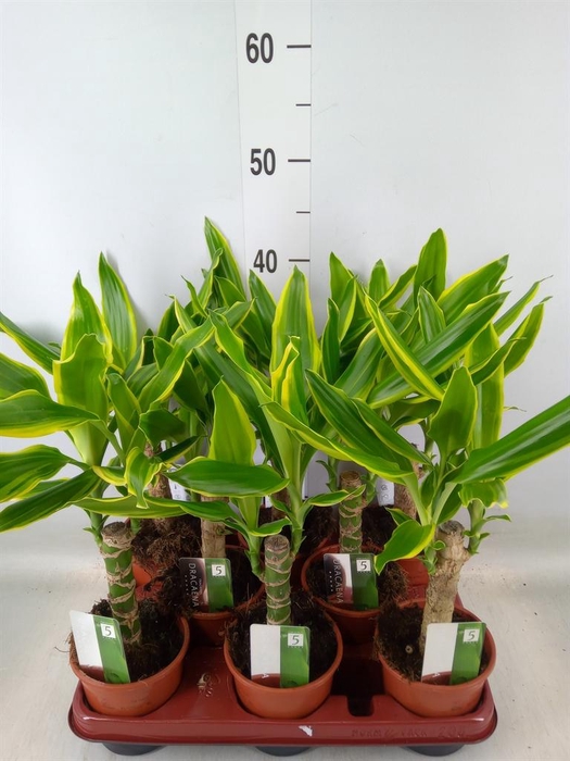 <h4>Dracaena frag. 'Golden Coast'</h4>