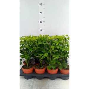 Schefflera arbor. 'Nora'