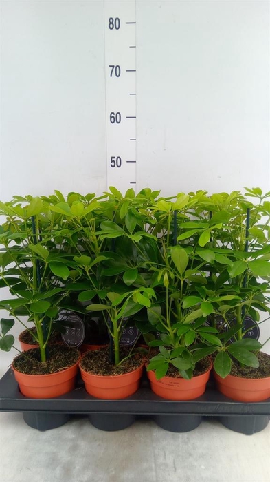 <h4>Schefflera arbor. 'Nora'</h4>