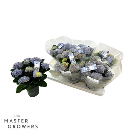 <h4>Hydrangea Macr. Magical Revolution 12 Cm Blauw 5-6</h4>