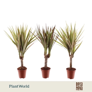 Dracaena marginata