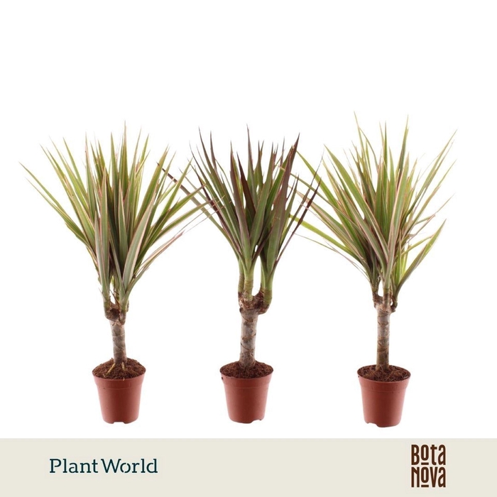 <h4>Dracaena marginata</h4>