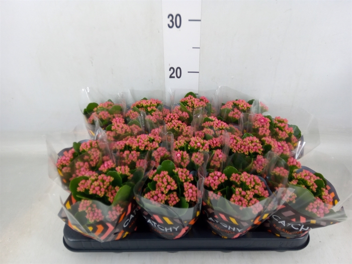 <h4>Kalanchoe blos. 'Garbo lilac'</h4>