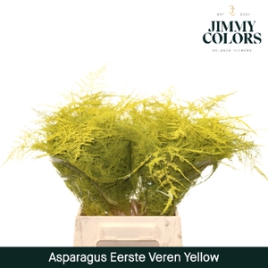 Asparagus 1ste Yellow